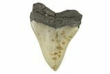 Serrated, Fossil Megalodon Tooth - North Carolina #273051-1